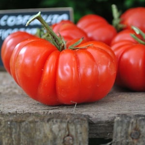 30 Semillas COSTOLUTO FIORENTINO Tomate Heirloom Italiano Tomate Pomidor Pomodoro Tomat Samen Semi Graines Nasiona Somen Frø Semillas Zaden