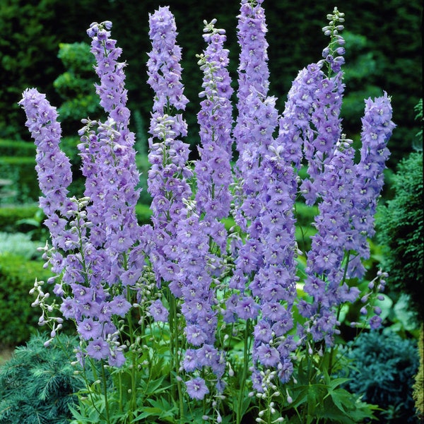 50 Organic Rittersporn GUINEVERE Pacific Giant Perennial Lavender Pink Purple Flower Cut Flower Perennial