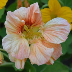 18 Pink Blush Nasturtium Seeds: Compact Mounded Flowers
