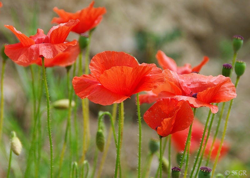 Papavero d'Islanda (Papaver nudicaule) semi Papavero d'Islanda (Papaver nudicaule) semi