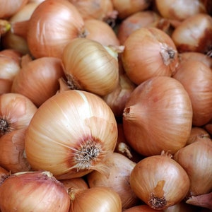 1000 Organic STUTTGARTER Onion Seeds Reliable and popular German Heirloom Variety Vegetable Seeds