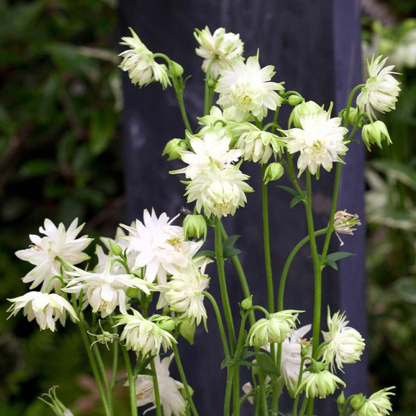 50 Graines d'Ancolie WHITE BARLOW Aquilegia Columbine Seeds Akelei Samen Semillas Zaden Somen Semi Sementi Semillas Sementes Siemenet Frö