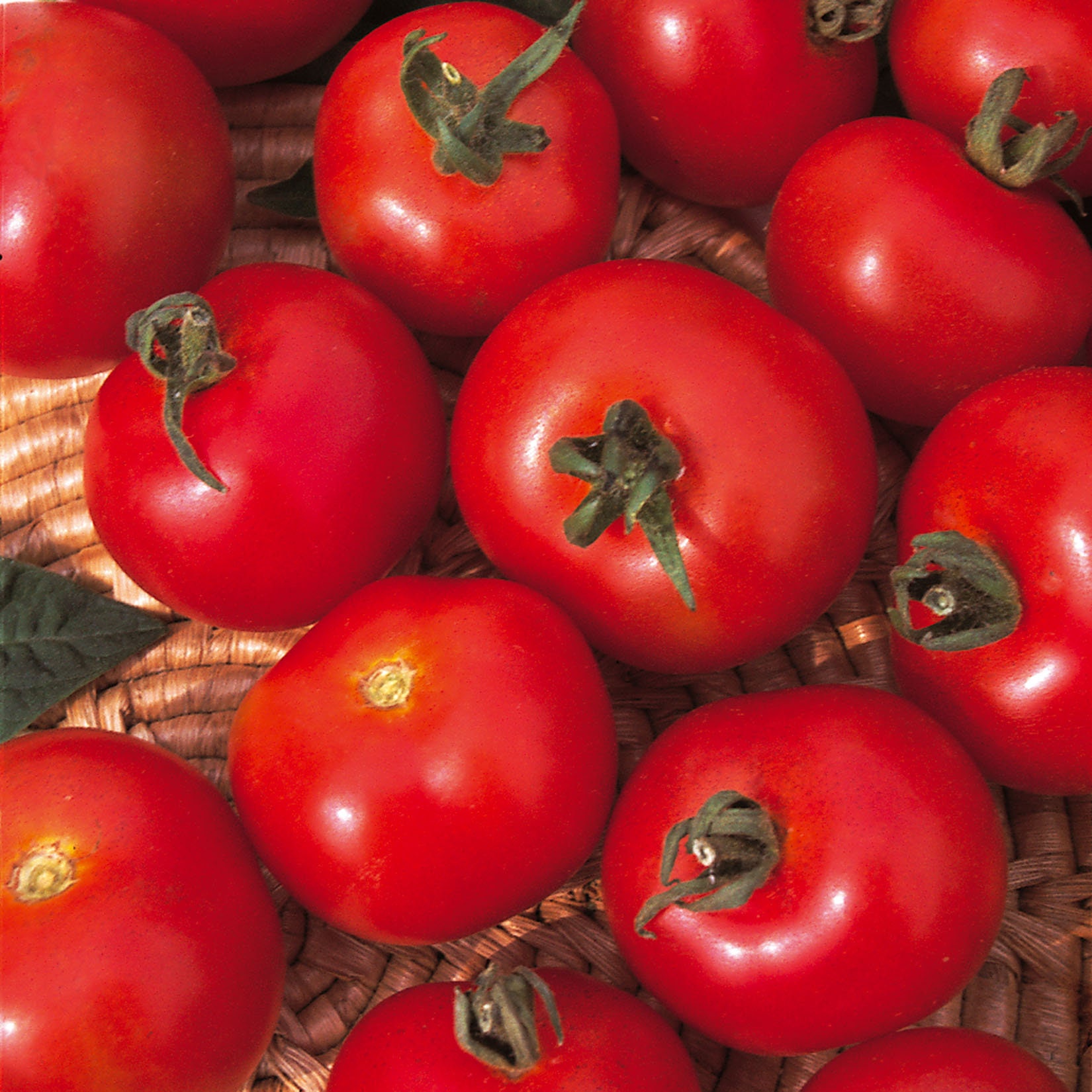Organic Heirloom non-gmo Tomato-Money Maker 25 Seeds Very  Productive 