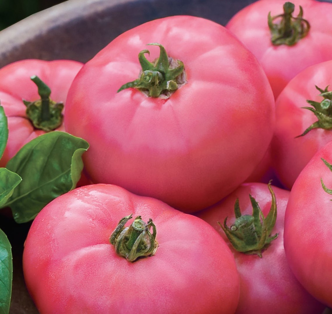 50 Organic PINK PONDEROSA Tomato SEEDS Sweet rich flavour Etsy