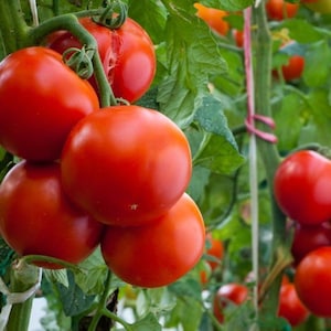 40 AILSA CRAIG Tomato Seeds English Heirloom Organic
