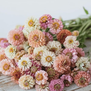 50 graines de Zinnia Cresto PEACHES AND CREAM Zinnie Samen Graines Semi Sementes Sēklas