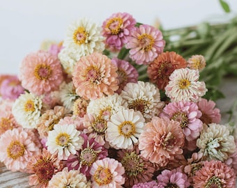50 Zinnia Cresto PEACHES UND CREME Samen Zinnie Samen Graines Semi Sementes Sēklas
