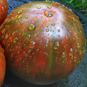30 Tomato CHOCOLATE STRIPES Tomate Tomat Pomodoro Seeds Samen Semi Sementi Semillas Graines Somen Zaad Zaden Somen Nasiona Heirloom Tomato
