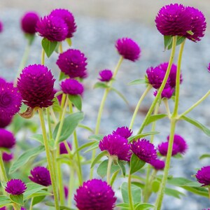 30 graines VIOLET Globe Amarante Gomphrena Kugelamarant Kogelamarant Samen Semillas Graines Somen Zaden Frø Sementes Siemenet Zaden Sēklas