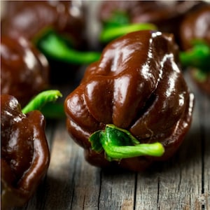 30 CHOCOLATE HABANERO Chili Seeds Chilli Samen Graines Somen Sementes Siemenet Zaad Zaden Semi Sementi Semillas Frø Nasiona Sēklas