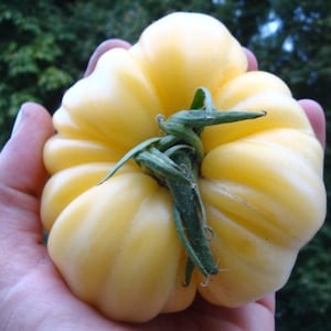 30 Organic WHITE BEAUTY Tomato Seeds Very Old Heirloom  Variety since 1850 Beautiful colour Sweet and creamy White Cream Colour when ripe