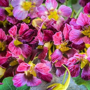 20 PURPLE EMPEROR Nasturtium Seeds Kapuzinerkresse Samen Semi Sementi Semillas Graines Nasiona Frø Somen Zaad Zaden Somen Sementes Siemenet