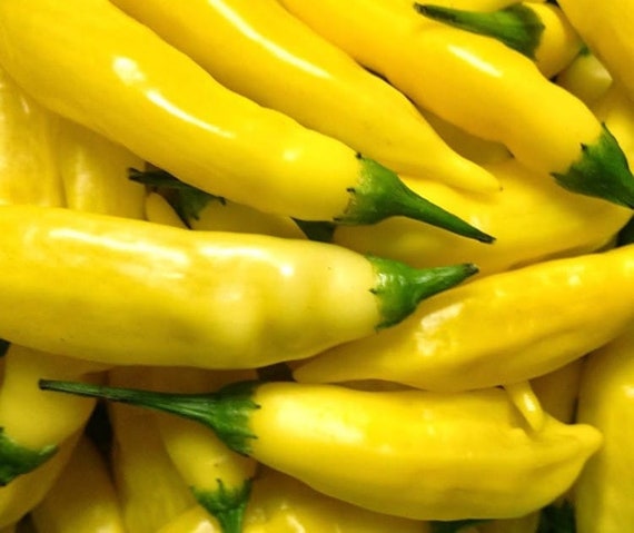 Coltivazione peperoncino - Coltivazione Ortaggi - Come coltivare peperoncini