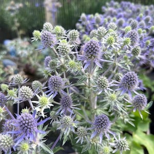 200 Eryngium Planum Sea Holy Samen Edeldistel Samen Chardon Bleu Getreide Acebo de Mar Azul Samen Semi von Eringio Blu Nasiona Zaden Frö