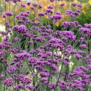 500 Organic Verbena Bonariensis Seeds, Lilac Perennial Flower