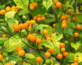 20 Aji Charapita - The Most Expensive Chilli in the World Seeds