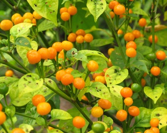 20 Seeds 2025 Harvest Aji Charapita - The Most Expensive Chilli in the World Seeds