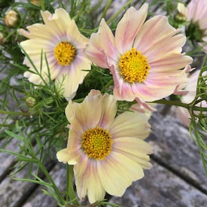 30 Apricot Lemonade Cosmos Seeds, Organic Cosmea