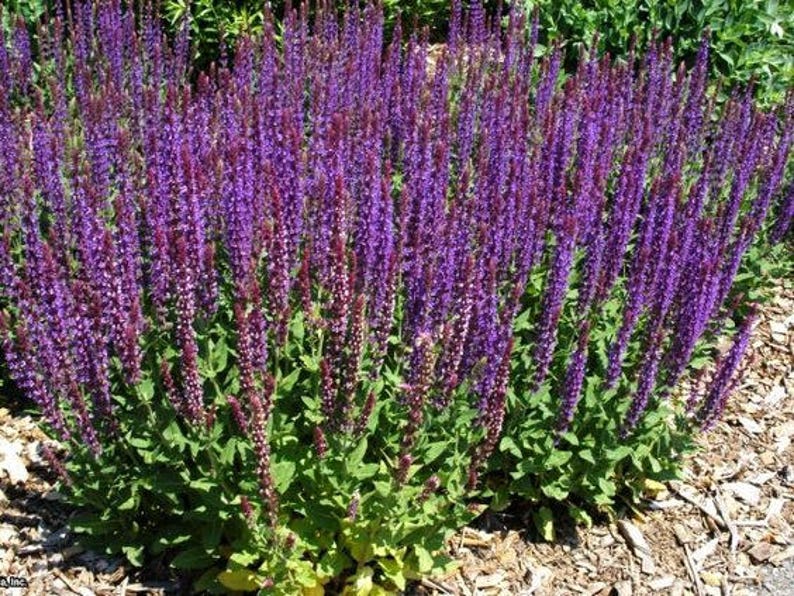 200 Salvia Nemorosa Organic Seeds Beautiful perennial Great for 200 Salvia Nemorosa Organic Seeds Beautiful perennial Great for