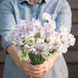 20 HOCH duftende Wicke Lathyrus Odoratus Samen Duftwicke Samen Graines Nasiona Semi Sementi Semillas Frø Zaad Zaden Sementes Siemenet