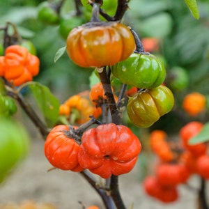 100 Organic Seeds African Eggplant Solanum Aethiopicum Decorative Fruit Autumn Decoration Solanum Samen Zaad Zade Graines Semi Sementi Somen