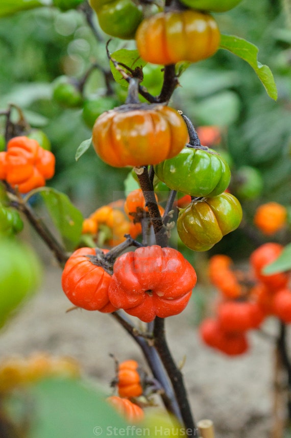 African Scarlet Eggplant 'Mock Tomato' Solanum aethiopicum - 20 Seeds