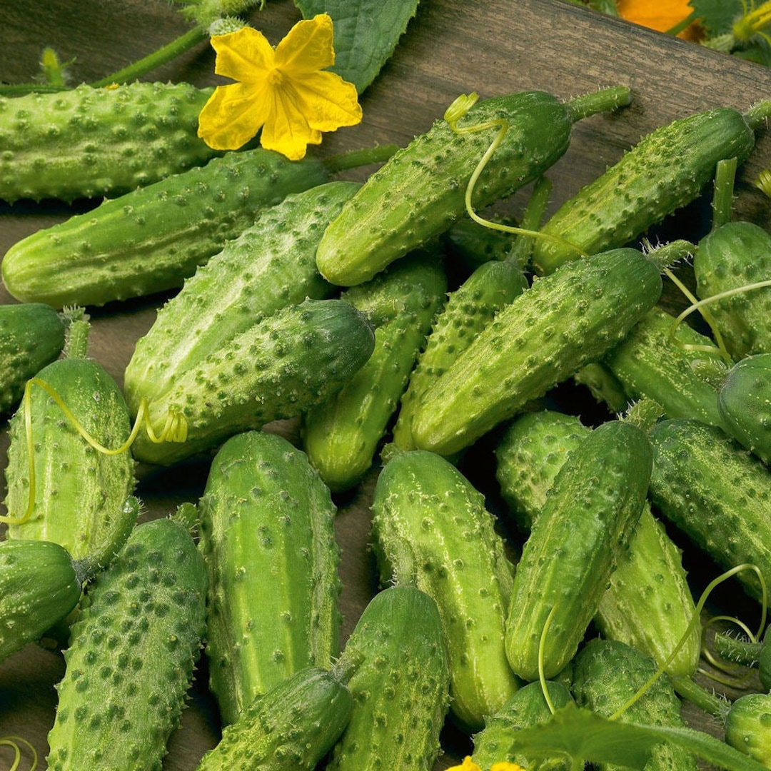 50 Seeds Cucumber Gherkin VERT PETIT De Paris French Cornichon Etsy