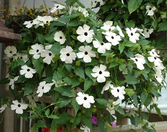 15 Weiss Schwarzäugige Susanne (Thunbergia alba)