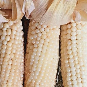 Puede incluir: Primer plano de tres mazorcas de maíz blanco, parcialmente desgranadas. Los granos están muy juntos y son de color blanco cremoso. Las hojas son de color marrón claro y cubren parcialmente la parte superior de las mazorcas.