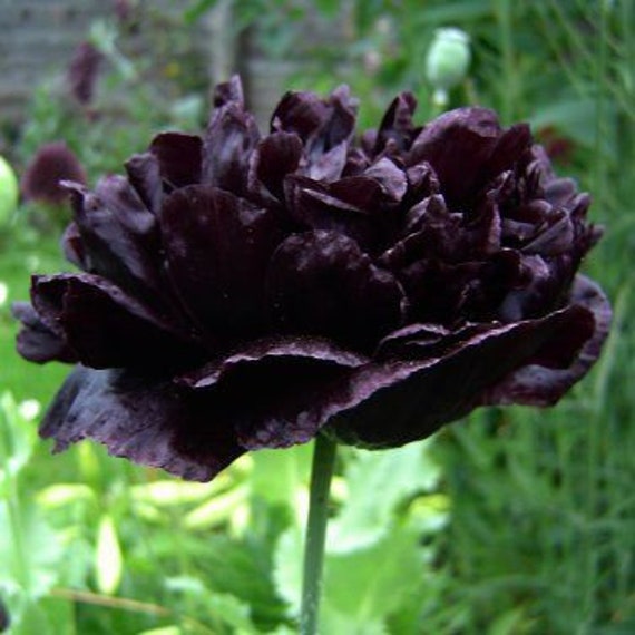 Un Dibujo De Una Amapola Con Un Contorno Negro Y Las Palabras Amapolas