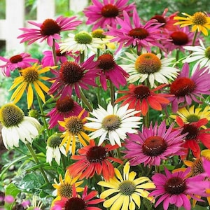 Könnte beinhalten: Eine Nahaufnahme einer Vielzahl von Sonnenhüten in voller Blüte. Die Blüten sind in den Farben Rosa, Lila, Rot, Orange, Gelb und Weiß. Die Blüten befinden sich in einem Garten.