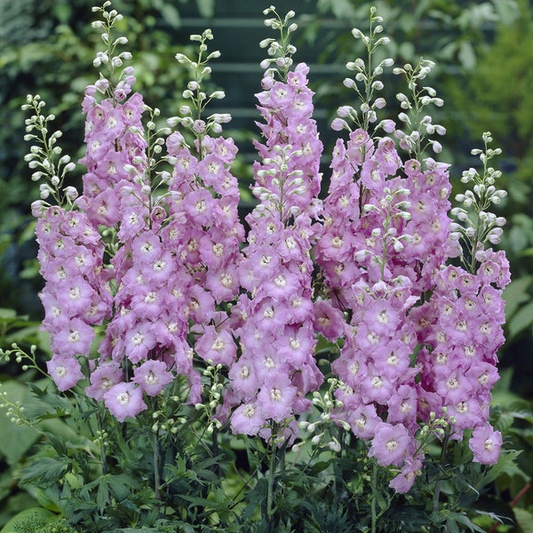 50 Organic Rittersporn GUINEVERE Pacific Giant Perennial Lavender Pink Purple Flower Cut Flower Perennial