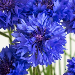 500 Semi Bio Fiordaliso Blu BLUE BOY Kornblume Samen Fiordaliso Sementi Semi Centaurée bleue Graines Nasiona Aciano Semillas Zaden