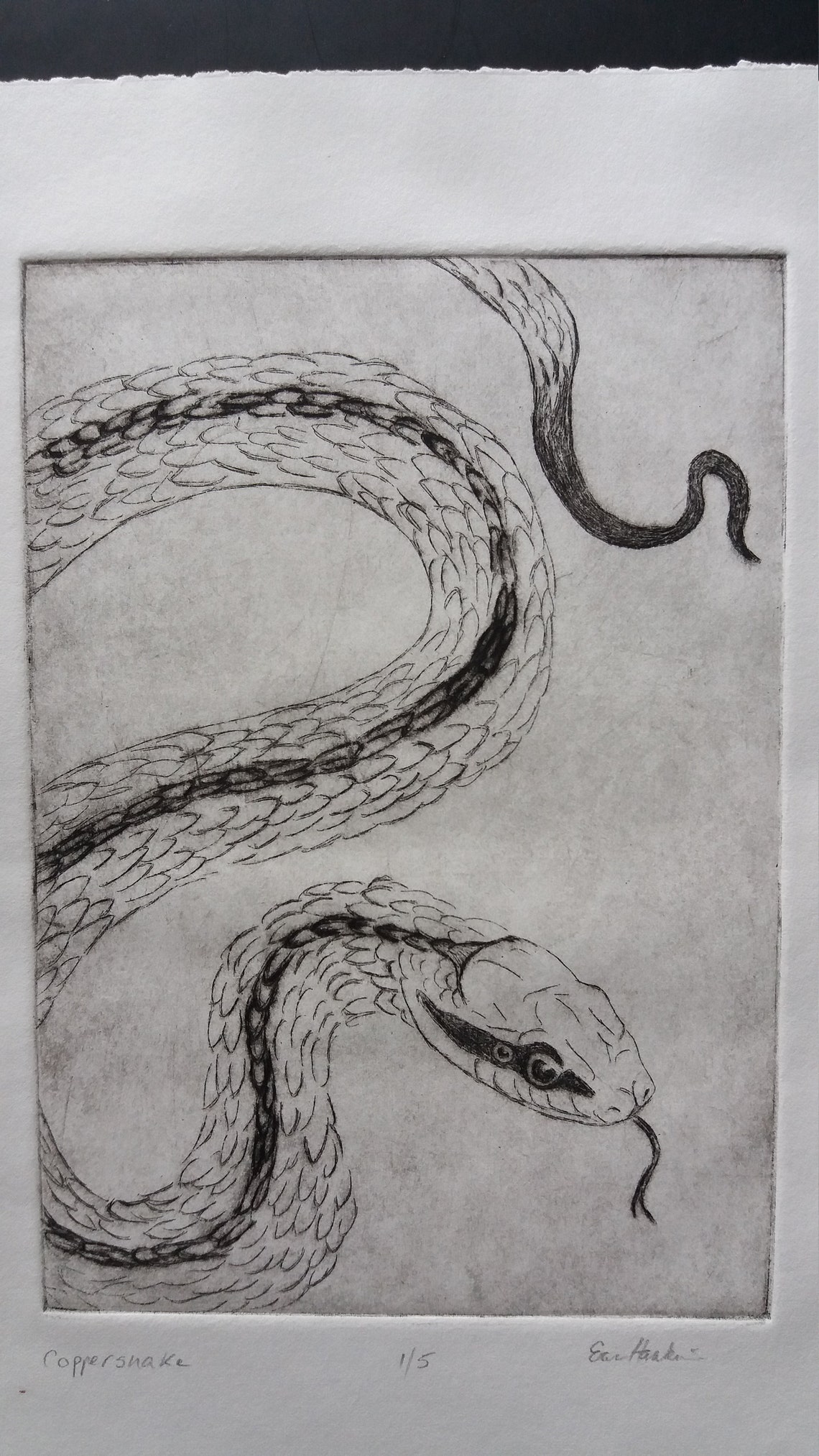 Snake Copper Plate Etching Limited Numbered Edition 1/5 intaglio