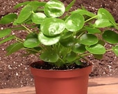 Pilea peperomioides Chinese Money Plant in 4 quot pot