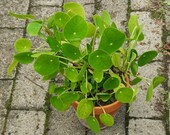 Pilea peperomioides Chinese Money Plant in 6 quot pot (free shipping)