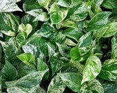 Marble Queen Pothos in 6 quot Pot (SKU 13353)