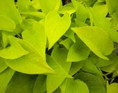 Neon Pothos in 6 quot Pot (SKU 13353)