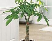 Money Tree (3.5 feet Tall Braided Trunk)