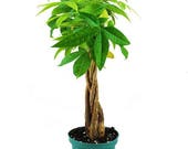 Money Tree 4 quot Braid