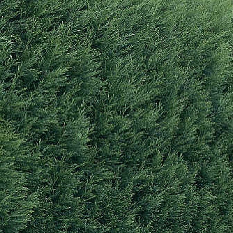 Leyland Cypress Trees