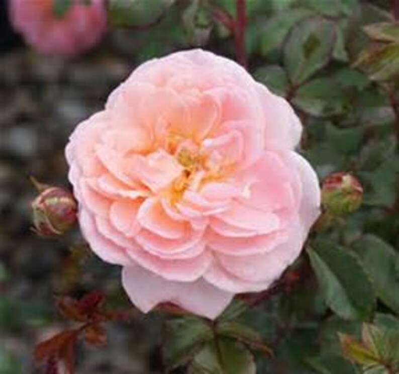 Apricot Drift Rose