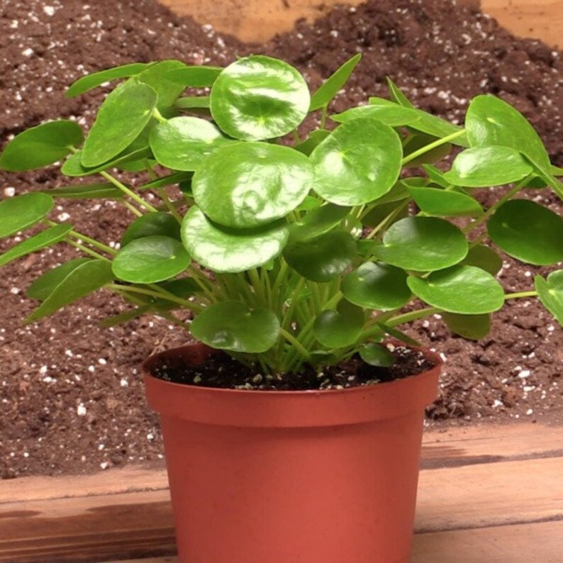 Pilea Peperomioides Chinese Money Plant In 4 Pot Etsy - 
