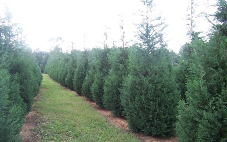 Leyland Cypress Trees