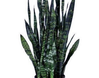 Black Coral Snake Plant in 10" Pot (SKU: 11024)