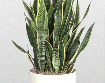 Snake Plant in 10" Pot (SKU: 11024)