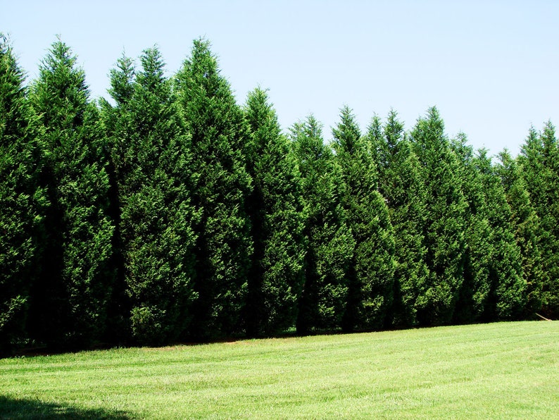 Leyland Cypress Trees