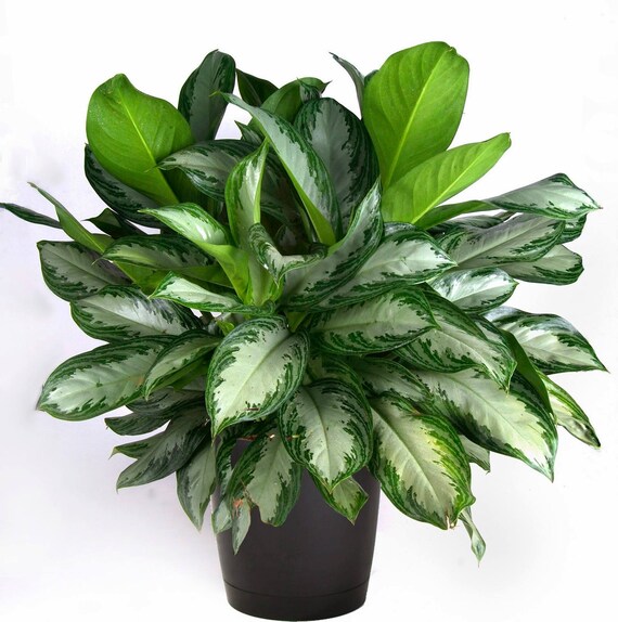 Chinese Evergreen Silver Bay in 6 Pot Etsy