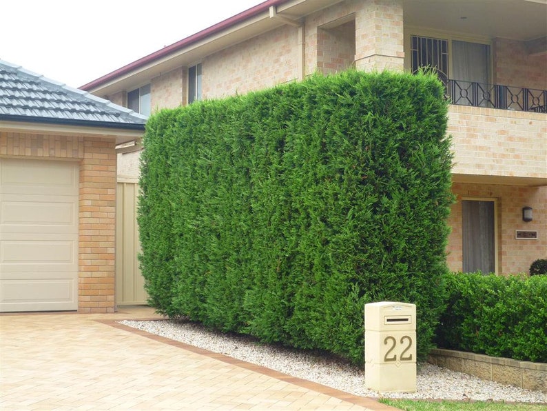 Leyland Cypress Trees