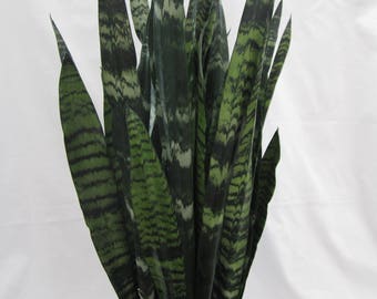 Black Coral Snake Plant in 6" Pot